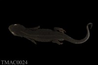 藏品(紅腹蠑螈)的圖片